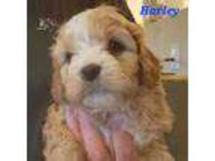 Cavapoo Puppy for sale in Winchester, TN, USA