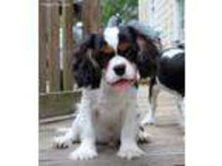 Cavalier King Charles Spaniel Puppy for sale in Kinston, NC, USA