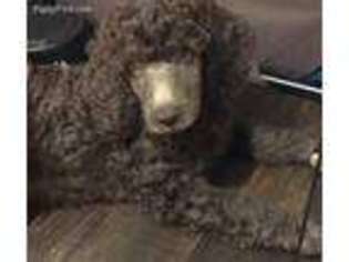 Mutt Puppy for sale in Darlington, WI, USA