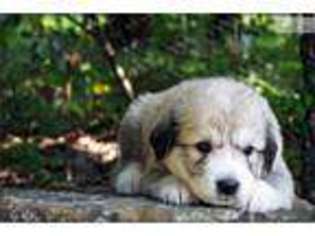 Great Pyrenees Puppy for sale in Springfield, MO, USA