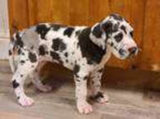 Great Dane Puppy for sale in Squaw Valley, CA, USA