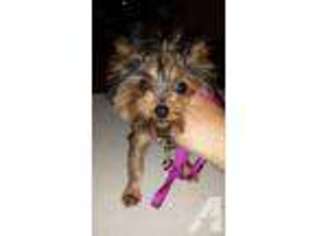 Yorkshire Terrier Puppy for sale in HERMISTON, OR, USA