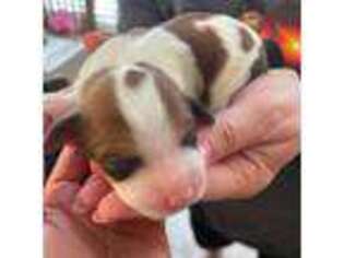 Cavapoo Puppy for sale in Dyersburg, TN, USA