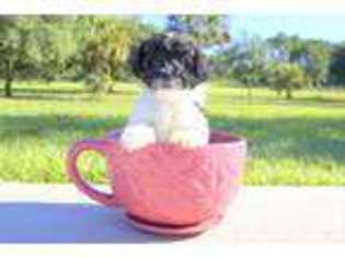 Mutt Puppy for sale in VENICE, FL, USA