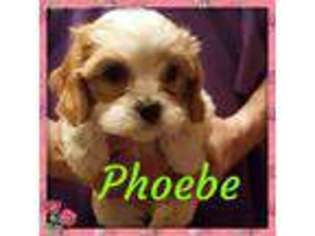 Cavachon Puppy for sale in Archbold, OH, USA