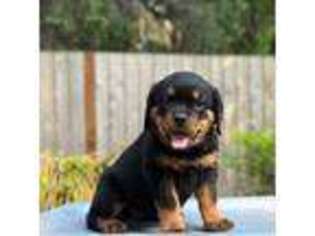 Rottweiler Puppy for sale in Spanaway, WA, USA