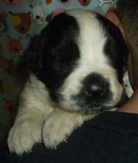 Saint Bernard Puppy for sale in Wenatchee, WA, USA