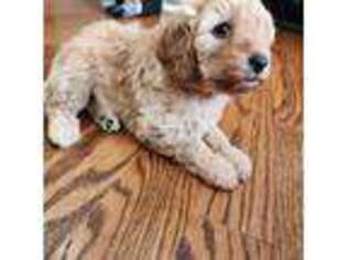 Goldendoodle Puppy for sale in Homer Glen, IL, USA