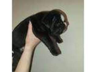 Bulldog Puppy for sale in Arlington, TX, USA