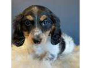 Dachshund Puppy for sale in Carteret, NJ, USA