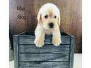 Labradoodle Puppy for sale in EL DORADO SPRINGS, MO, USA