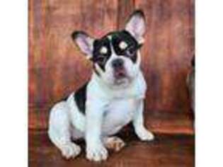 French Bulldog Puppy for sale in Oakland, OR, USA