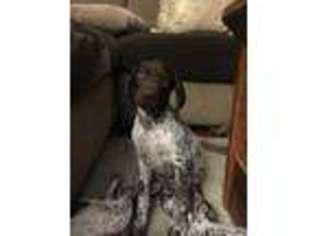 German Shorthaired Pointer Puppy for sale in Salem, NH, USA