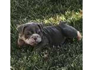 Bulldog Puppy for sale in Lewisville, TX, USA