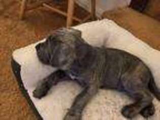 Neapolitan Mastiff Puppy for sale in Newark, DE, USA
