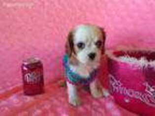 Cavalier King Charles Spaniel Puppy for sale in Archer City, TX, USA