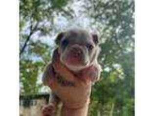 Bulldog Puppy for sale in Kingston, NY, USA