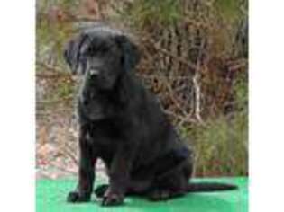 Labrador Retriever Puppy for sale in Huntingdon, TN, USA