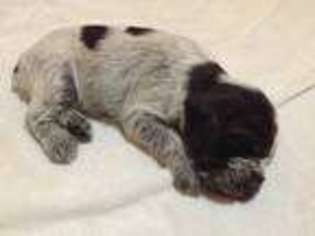 Medium Photo #1 Wirehaired Pointing Griffon Puppy For Sale in Loveland, CO, USA