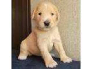 Goldendoodle Puppy for sale in Santa Rosa, CA, USA