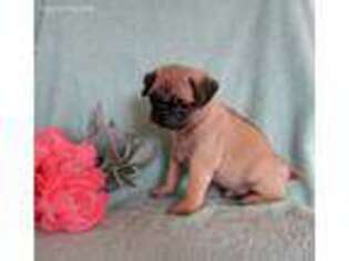 Pug Puppy for sale in Millersburg, OH, USA