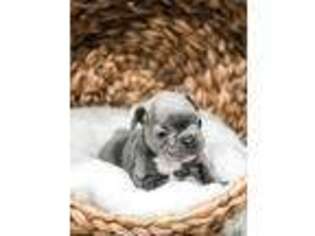 French Bulldog Puppy for sale in Columbia, MD, USA