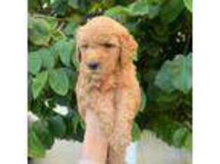 Goldendoodle Puppy for sale in South Gate, CA, USA