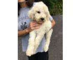 Mutt Puppy for sale in Robbinsville, NC, USA