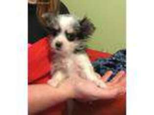Mutt Puppy for sale in Elizabethtown, PA, USA