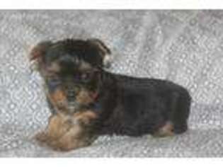 Yorkshire Terrier Puppy for sale in Jasper, AL, USA