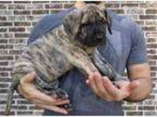 Mutt Puppy for sale in Winona, TX, USA
