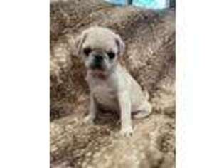 Pug Puppy for sale in Syracuse, NY, USA