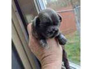 Mutt Puppy for sale in Burlington, KY, USA