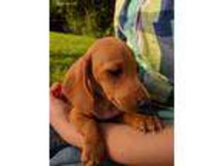 Dachshund Puppy for sale in Carlisle, PA, USA