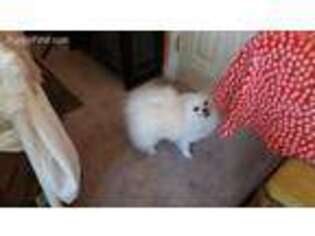 Pomeranian Puppy for sale in Richmond, VA, USA