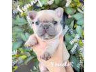 French Bulldog Puppy for sale in Toppenish, WA, USA
