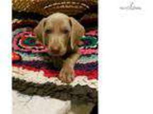 Weimaraner Puppy for sale in Springfield, MO, USA
