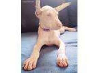 Doberman Pinscher Puppy for sale in Martinsburg, WV, USA