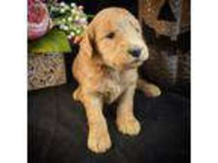 Goldendoodle Puppy for sale in Dubois, IN, USA