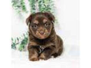 Miniature Australian Shepherd Puppy for sale in Caulfield, MO, USA