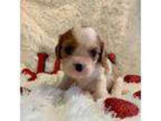 Cavalier King Charles Spaniel Puppy for sale in Winslow, AR, USA