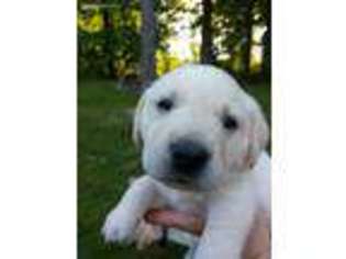 Labrador Retriever Puppy for sale in Argonne, WI, USA