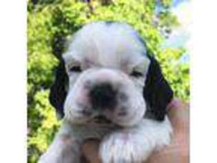Cocker Spaniel Puppy for sale in Rush, KY, USA