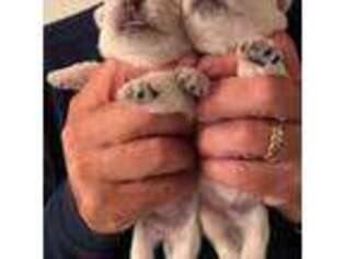 West Highland White Terrier Puppy for sale in Sedro Woolley, WA, USA