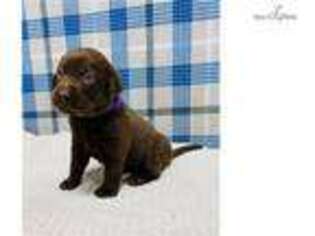 Labrador Retriever Puppy for sale in Kansas City, MO, USA