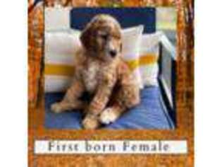 Goldendoodle Puppy for sale in Sumter, SC, USA