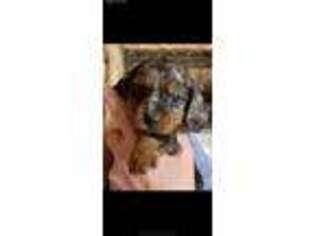 Dachshund Puppy for sale in Niles, MI, USA
