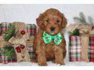 Goldendoodle Puppy for sale in Etna Green, IN, USA