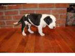 Bull Terrier Puppy for sale in Lebanon, PA, USA