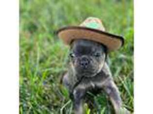 French Bulldog Puppy for sale in Lebanon, KY, USA